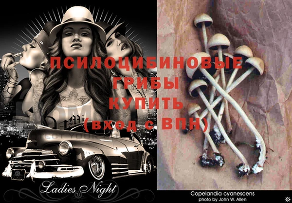 крисы Абдулино